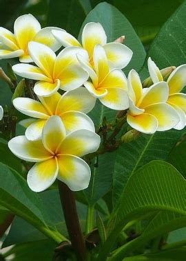 pronounce frangipani in english.